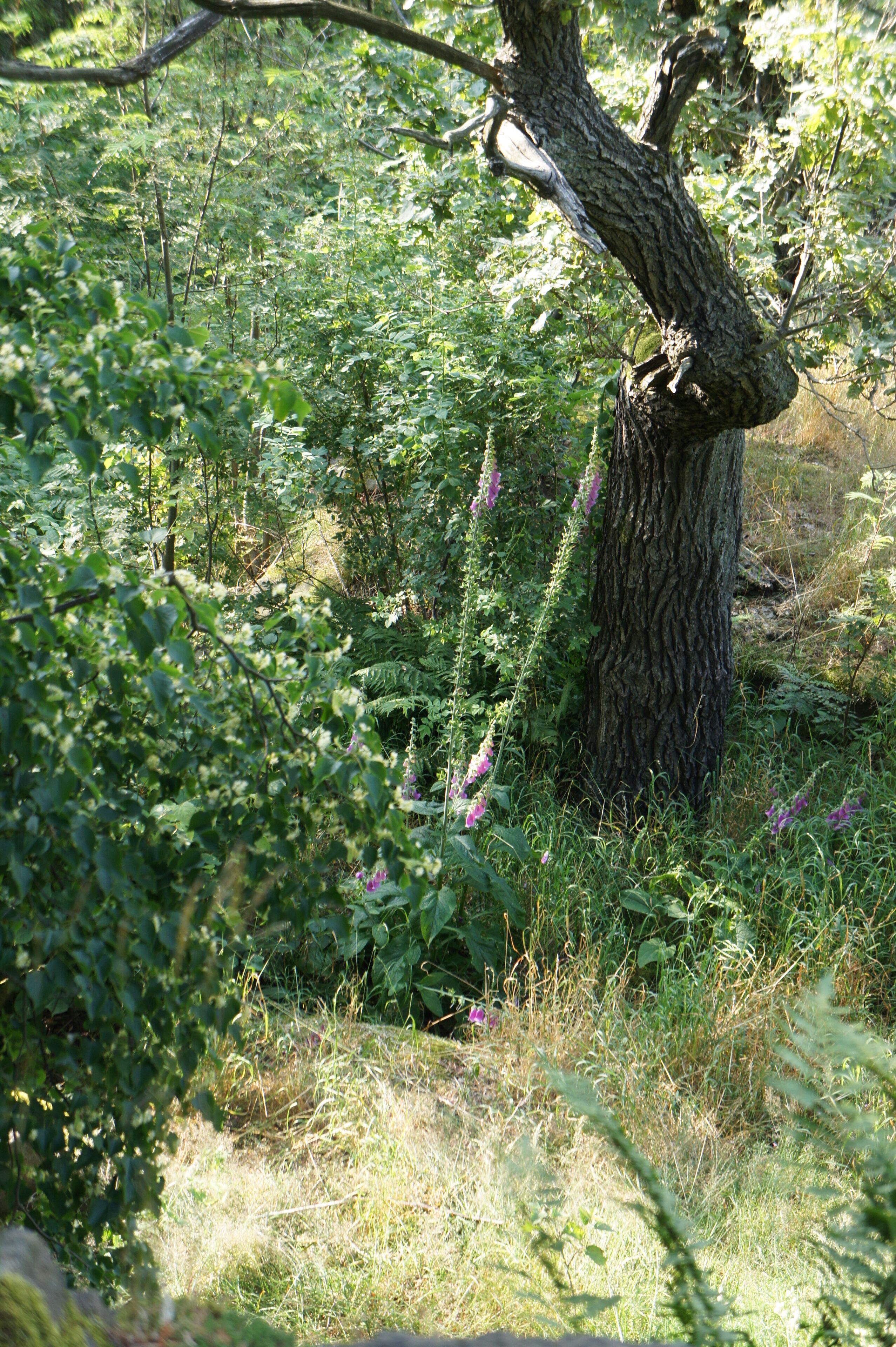 Keulenberg, 413 m hohe Erhebung in der Westlausitz und Wandergebiet. Camera location 51° 13′ 42.96″ N, 13° 57′ 28.08″ E View this and other nearby images on: OpenStreetMap - Google Earth 51.228600; 13.957800 Blick von der Ruine des Jagdschlößchens