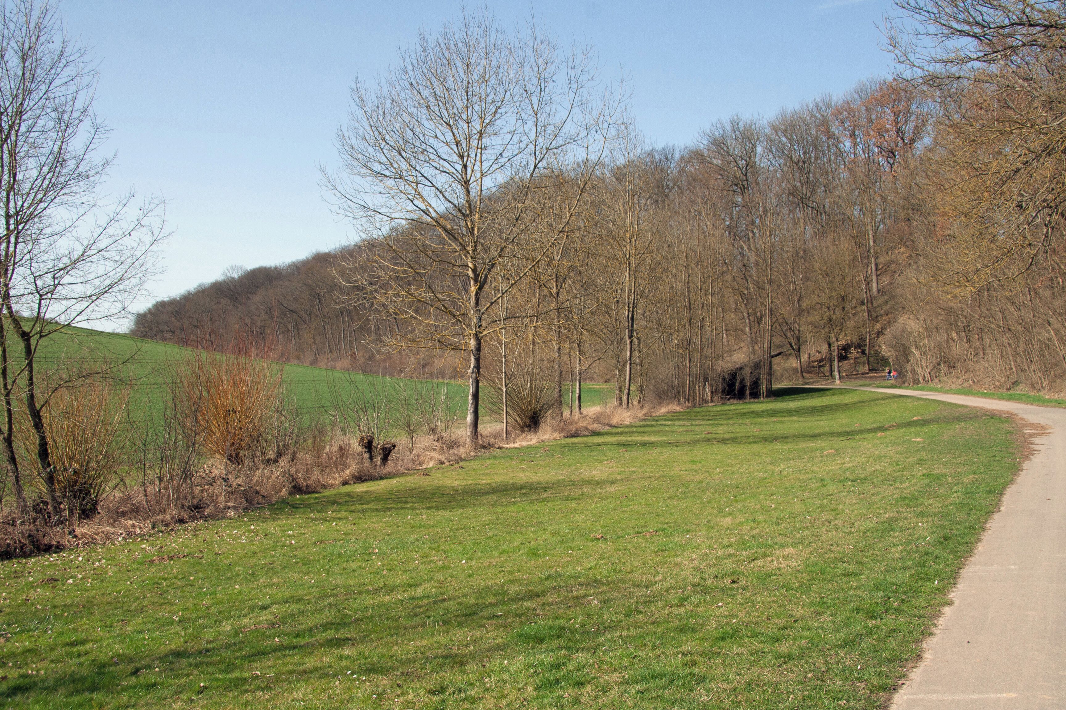 Bewuchs des Altenbachs im Bereich der Grillhütte Metterzimmern