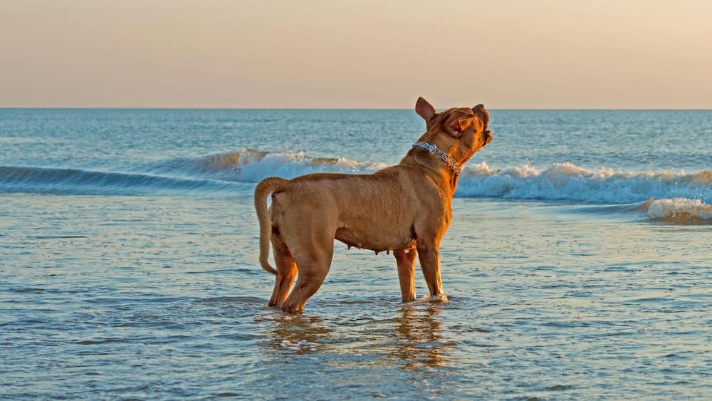 Dog in sea barking at the waves