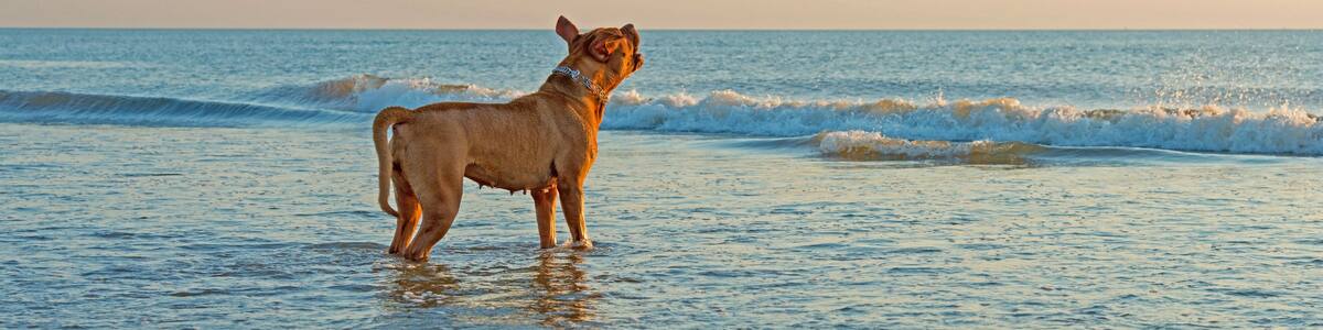 Dog in sea barking at the waves