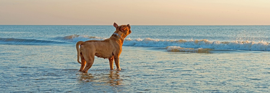 Dog in sea barking at the waves