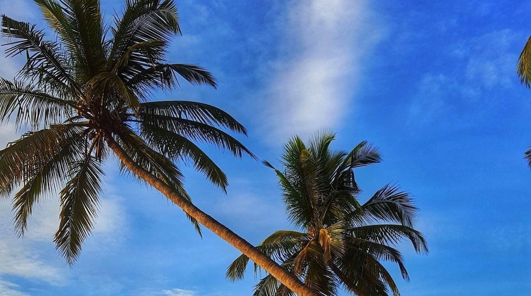 The name of actual place is paruthipara ..near farook college ,the most beautiful thing is chaliyar river and coconut tree
It can give the real culture and teste of kerala