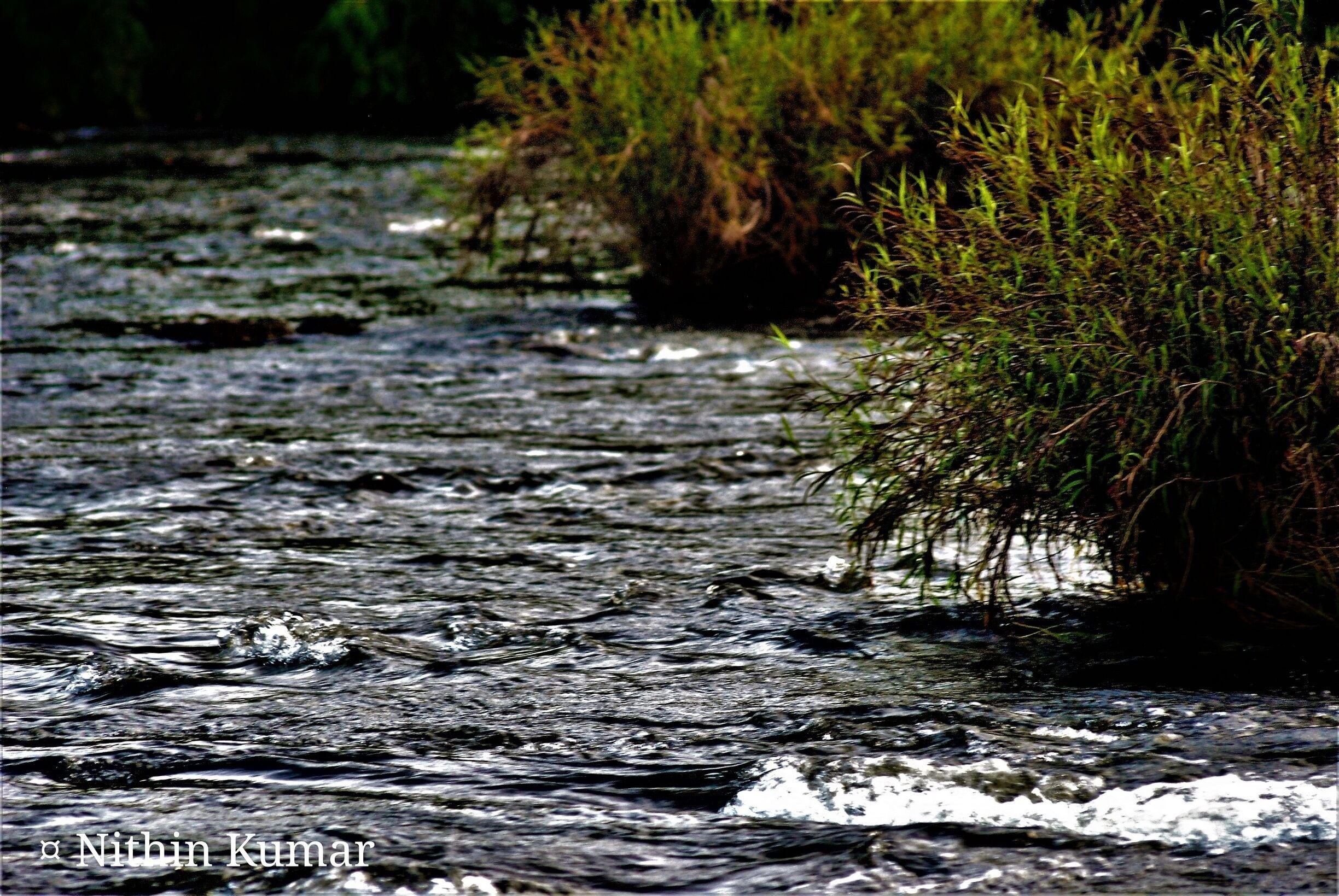 Bushes in river