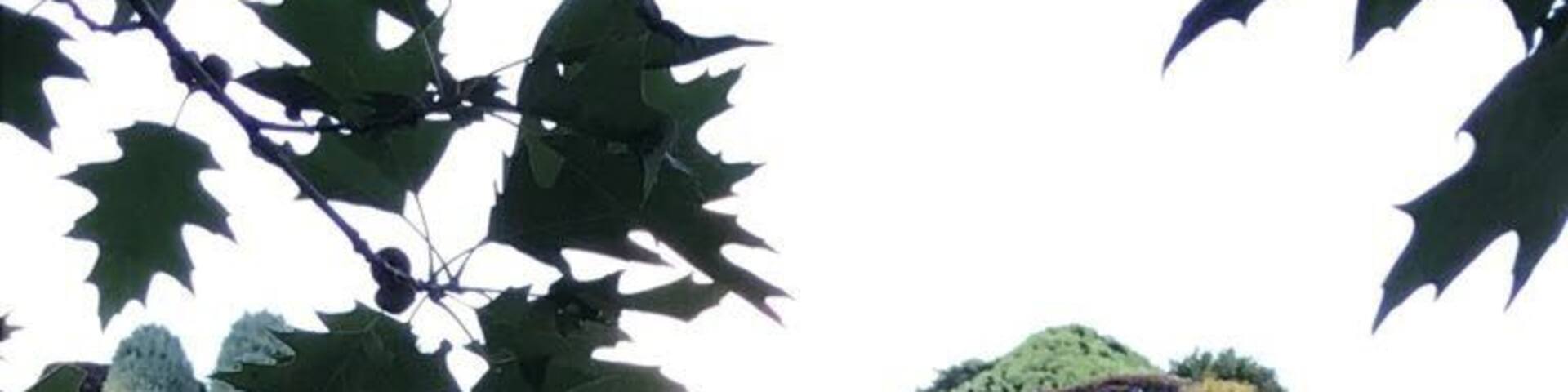 MosaiCanada 150 🇨🇦 displays the diversity of Canada by flowers/plants 'sculptures'. Free entry and it will open till October 2017. This is Mother Earth.