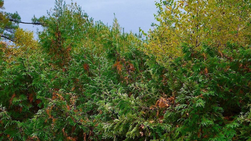 The Pink Lake in the Gatineau Forest near Ottawa, Canada