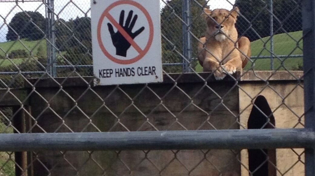 About 3 hr drive away from Auckland you can feed and tour wild cats. The lion from Narnia posters is here too! Beautiful and majestic, it's well worth the trip! #adventure #newzealand #realmiddleearth #zoo #fun #animals #wildcats