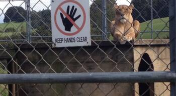 About 3 hr drive away from Auckland you can feed and tour wild cats. The lion from Narnia posters is here too! Beautiful and majestic, it's well worth the trip! #adventure #newzealand #realmiddleearth #zoo #fun #animals #wildcats