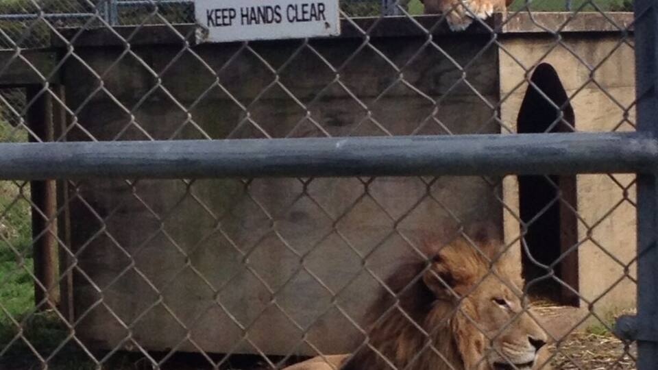About 3 hr drive away from Auckland you can feed and tour wild cats. The lion from Narnia posters is here too! Beautiful and majestic, it's well worth the trip! #adventure #newzealand #realmiddleearth #zoo #fun #animals #wildcats