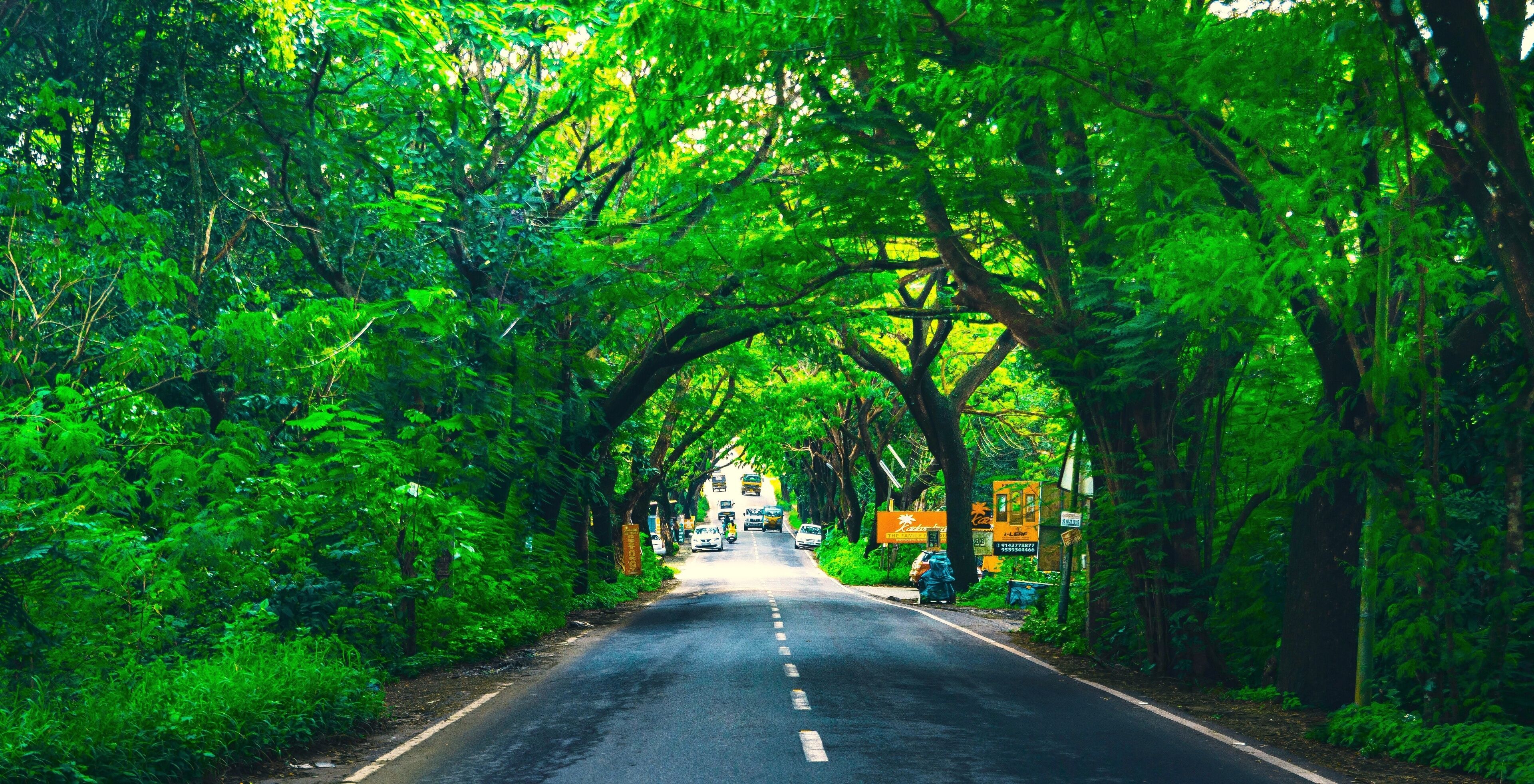 A road covered by trees in Kerala, India.