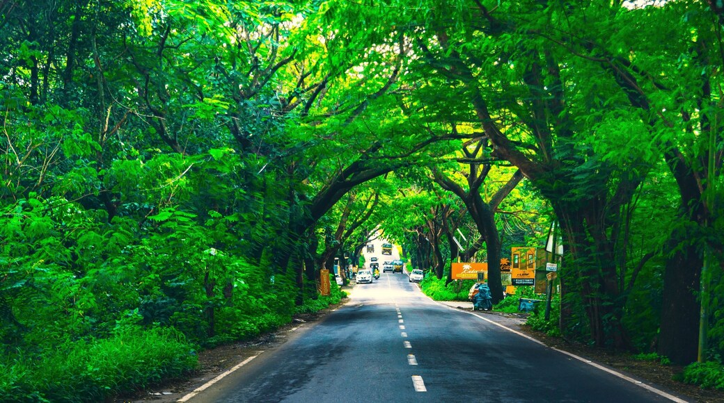 A road covered by trees in Kerala, India.