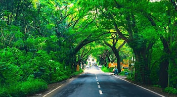 A road lined with dense green foliage and trees, leading towards a distant building.