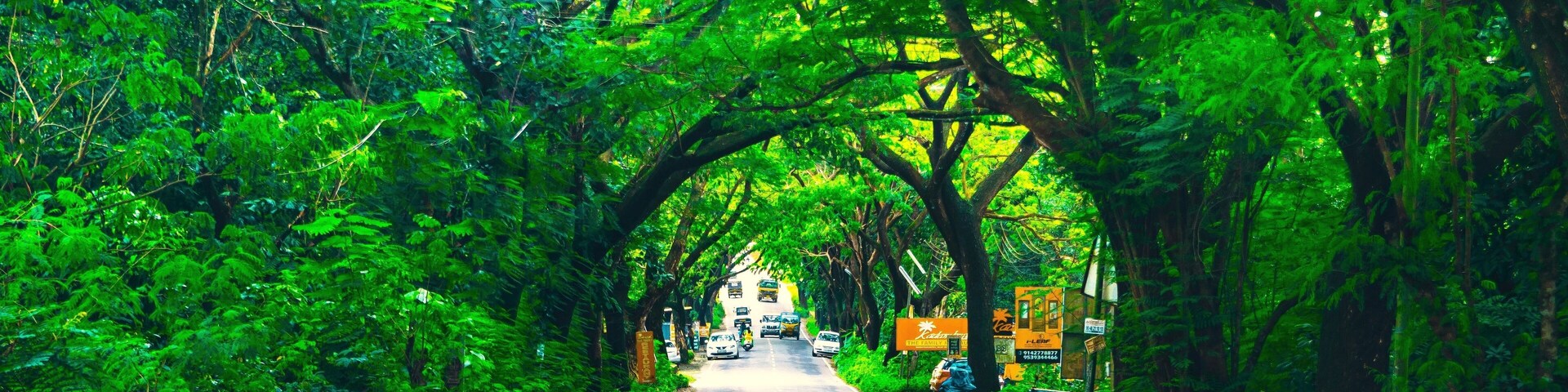 Uma estrada bordeada por folhagem verde densa e árvores, que leva a um edifício distante.