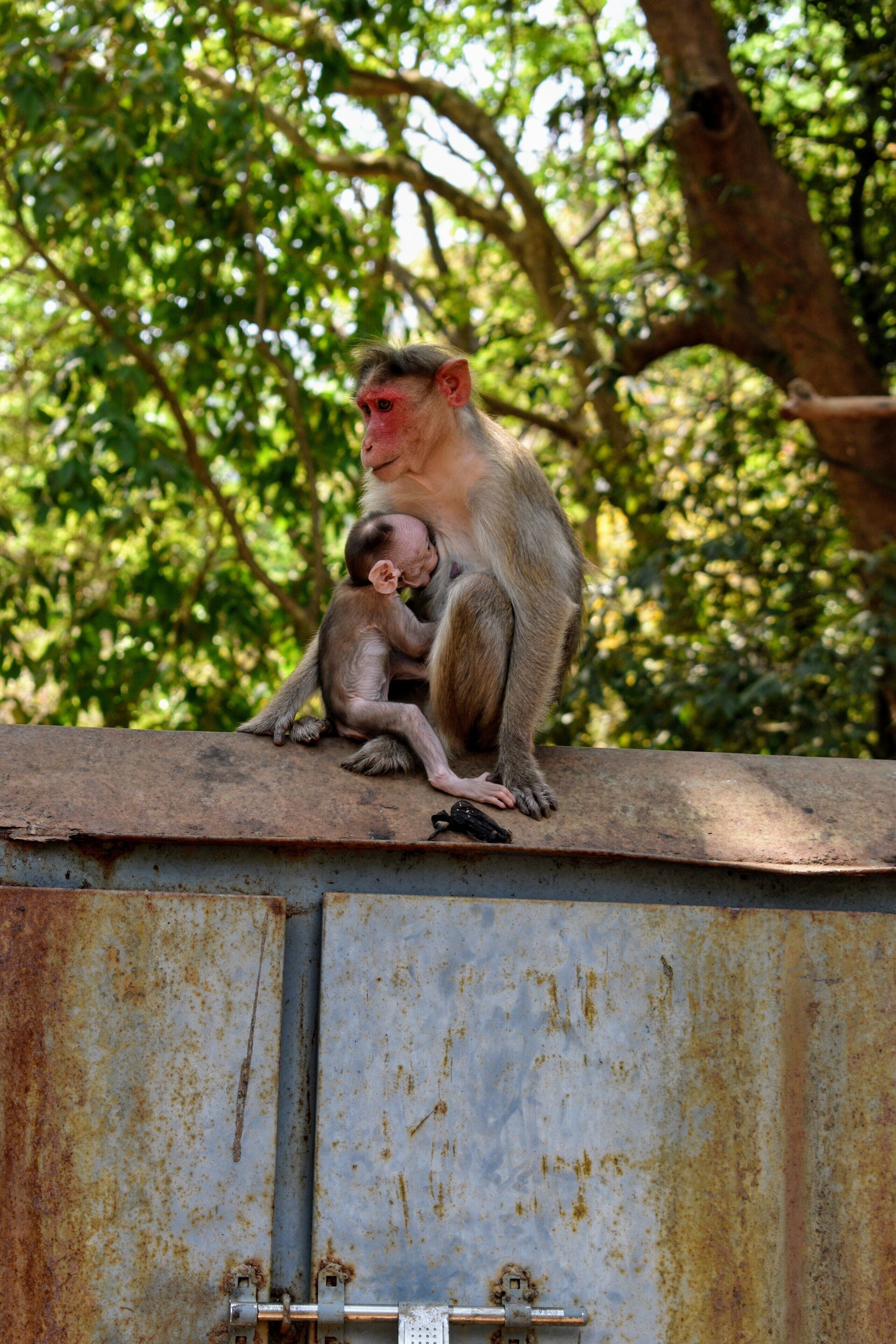 Caught this very beautiful moment between a mother and baby monkey outside the Tambdi Surla temple. 