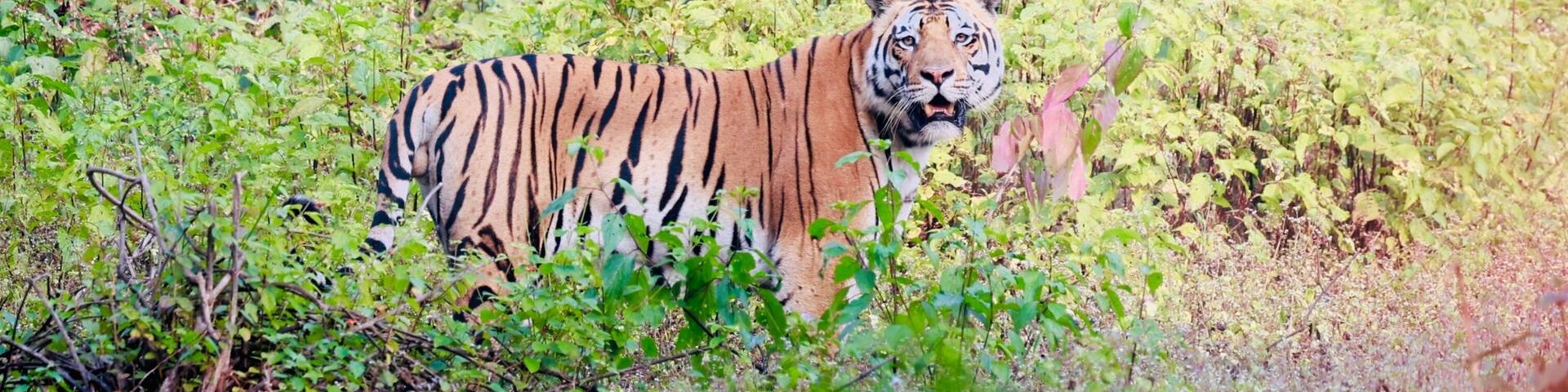 Tiger in the Wild at Kanha National Park