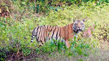 Tiger in the Wild at Kanha National Park