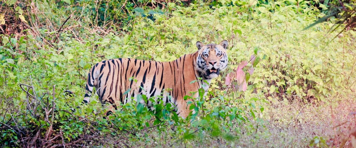 A tiger in a dense, green forest.