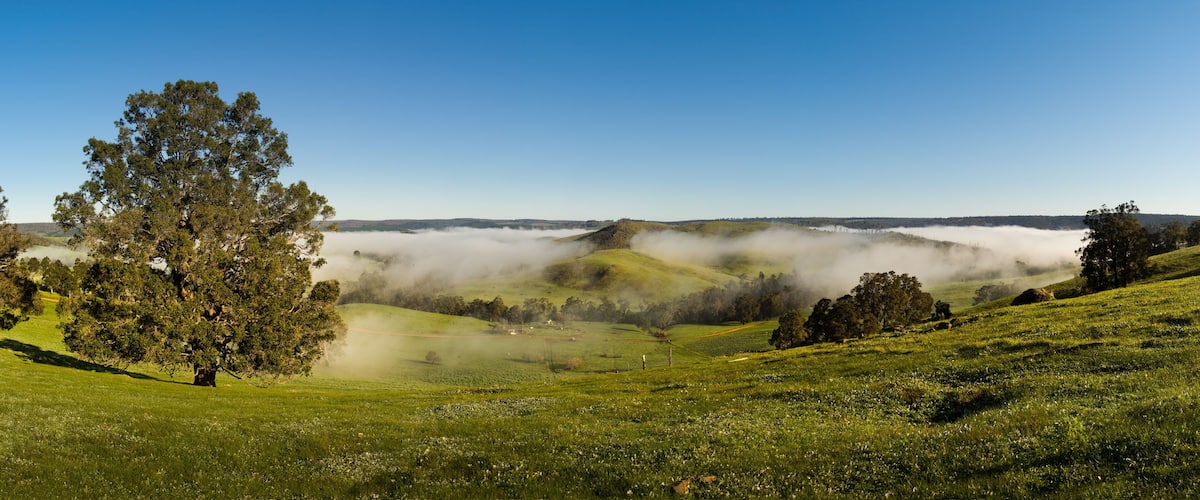 A grassy hill with a large tree and a valley shrouded in mist.