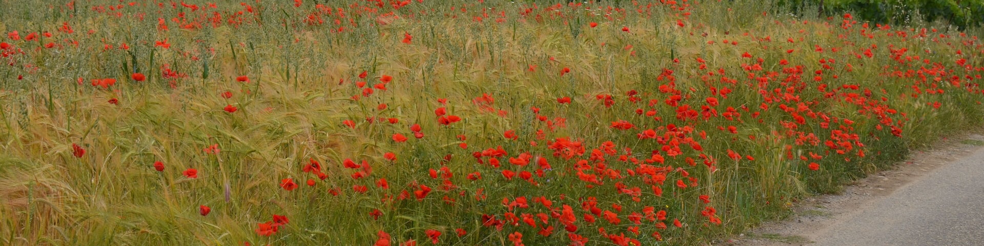 "Street"view just outside Junas with characteristic Cevennes houses