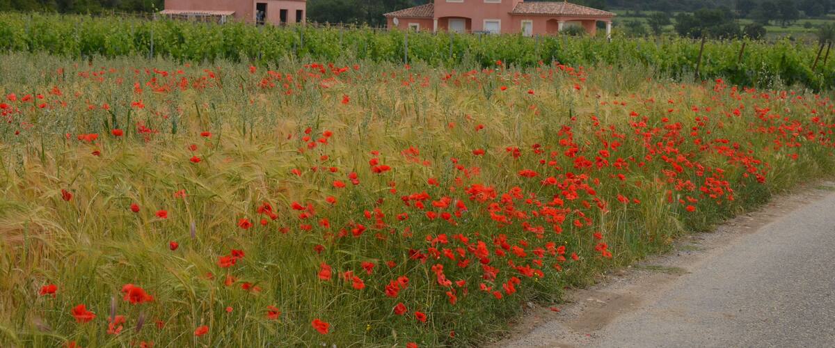 A rural landscape with a field of red poppies and two pink buildings in the background.