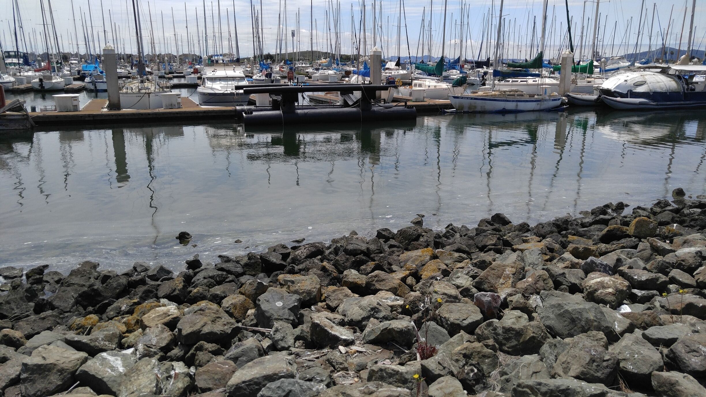 San Francisco Bay Trail is an excellent place to walk and relax. Be prepare to have encounters with beautiful ducks, different kind of flowers and enjoy the most amazing views of San Francisco Bay Area.