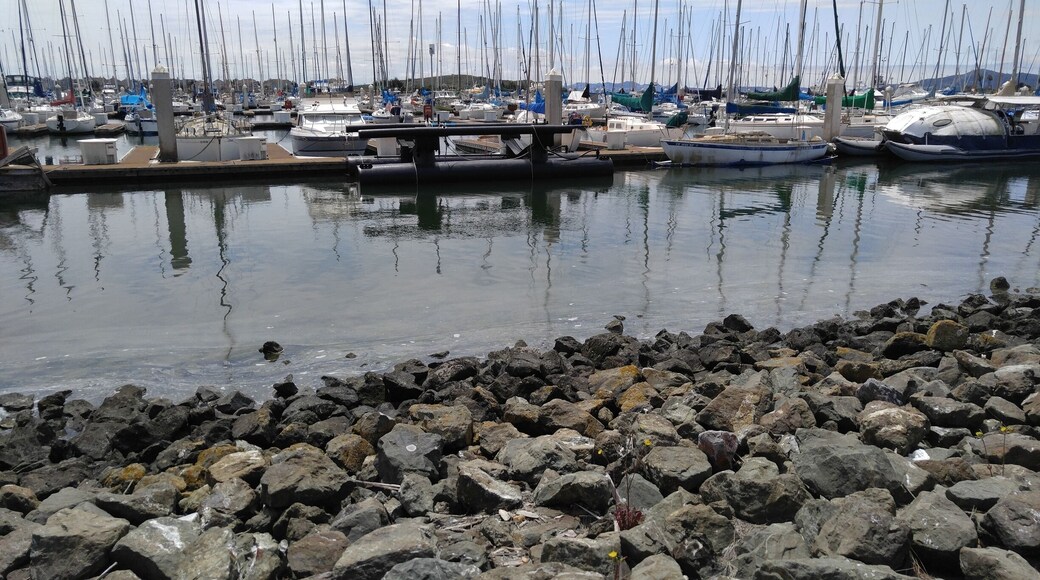 San Francisco Bay Trail is an excellent place to walk and relax. Be prepare to have encounters with beautiful ducks, different kind of flowers and enjoy the most amazing views of San Francisco Bay Area.