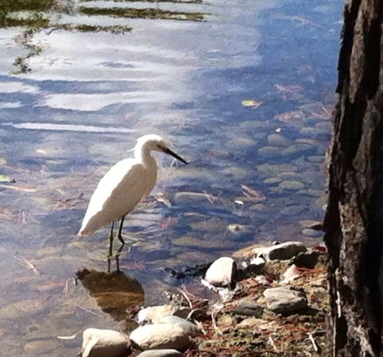 Residential ponds with white Egrit feeding. He/she is a regular resident.
Many other shore birds & ducks near & on the Bay here. 