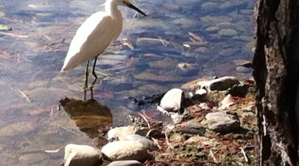 Residential ponds with white Egrit feeding. He/she is a regular resident.
Many other shore birds & ducks near & on the Bay here.