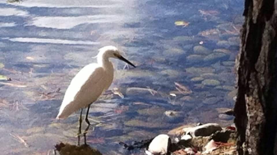 Residential ponds with white Egrit feeding. He/she is a regular resident.
Many other shore birds & ducks near & on the Bay here.