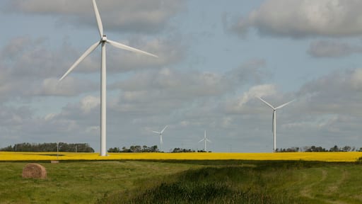 Wind turbines in a mustard filed in Moosomin, Saskatchewan, Canada.