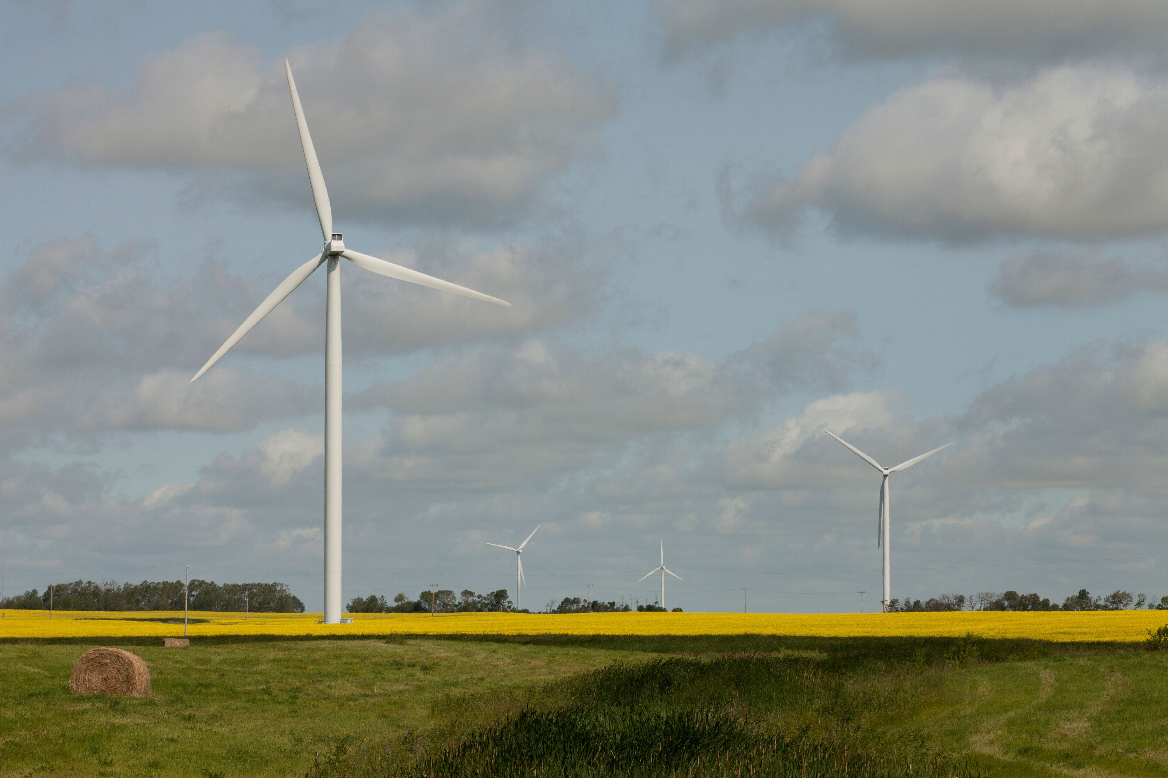 Wind turbines in a field with yellow flowers.