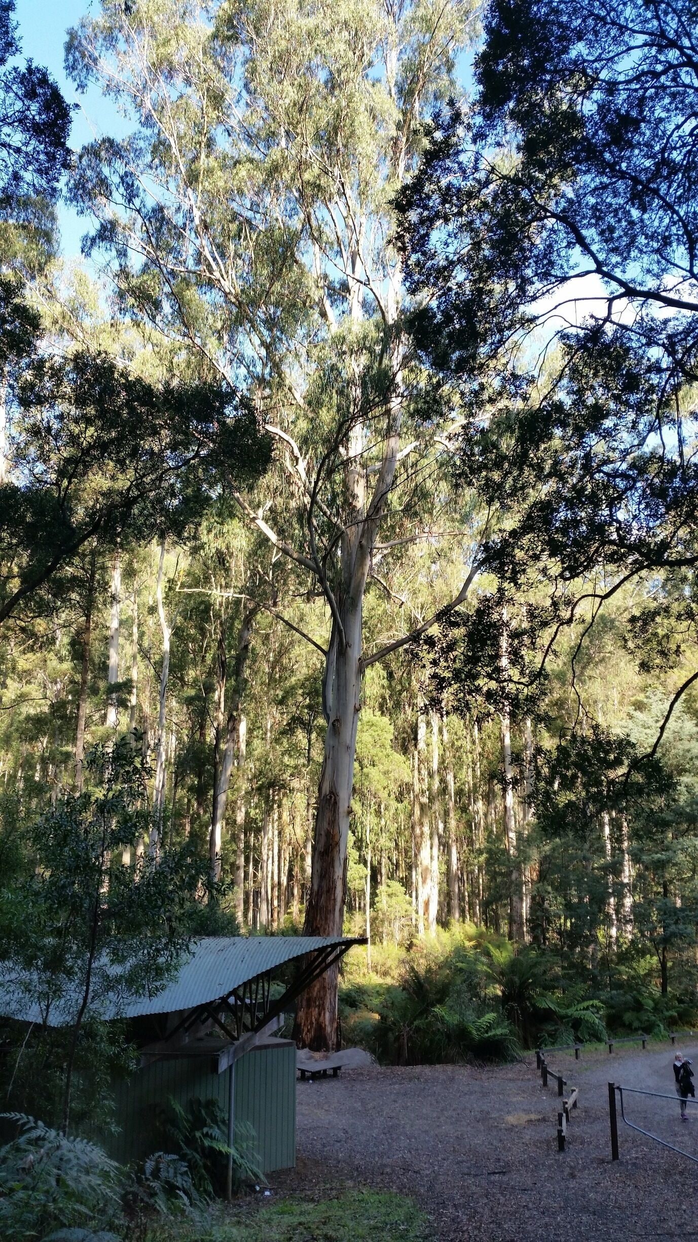Great day out at Tooronga Falls
