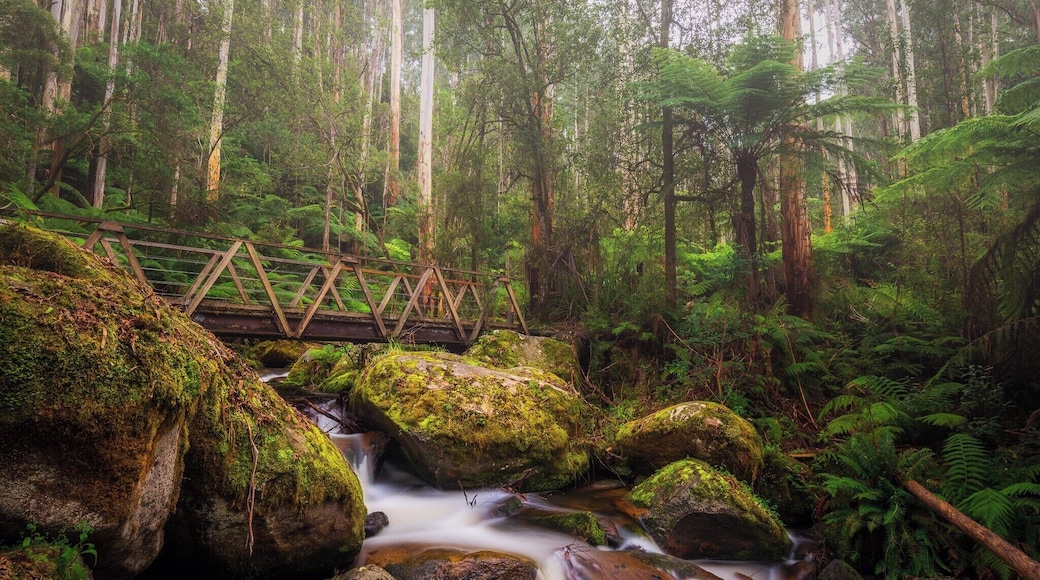 After several returns, I finally got the right light with the right amount of morning mist for this shot! Couldn't have been happier :)
#BVStrove