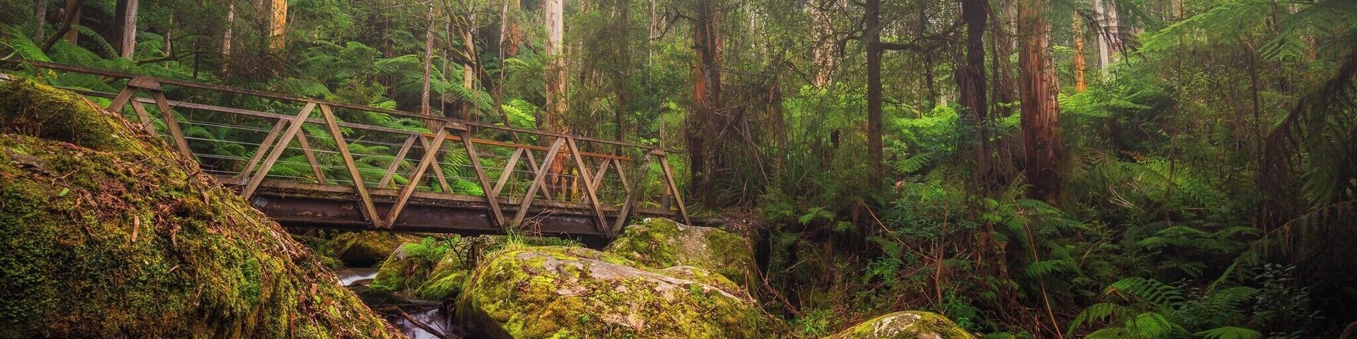 After several returns, I finally got the right light with the right amount of morning mist for this shot!  Couldn't have been happier :)
#BVStrove