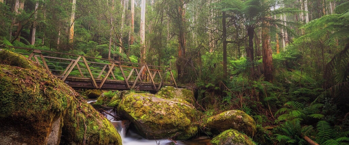 A forest with a wooden bridge over a stream, surrounded by ferns and trees.