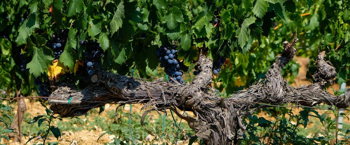 A vineyard with grapevines bearing clusters of dark grapes.
