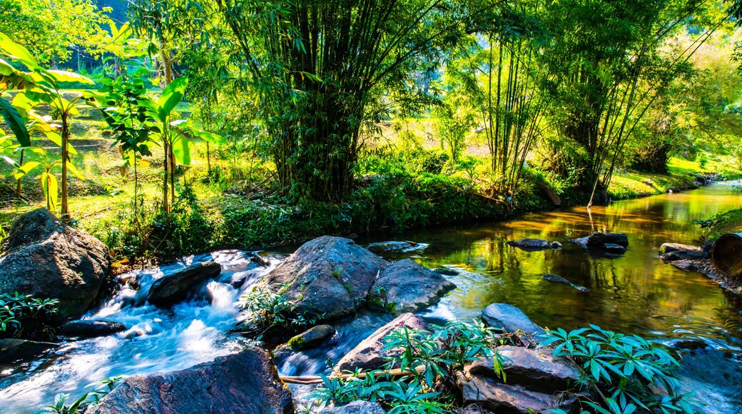 Mountain stream in Chiangmai province