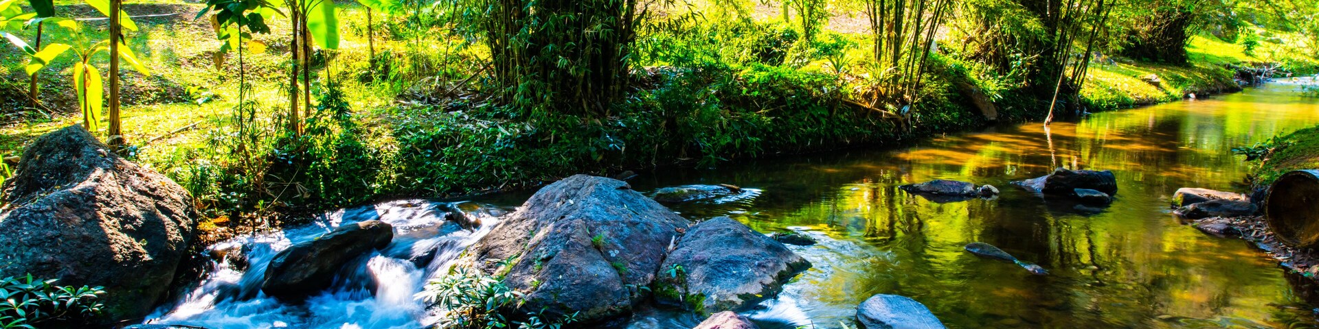 Un arroyo fluye sobre rocas rodeado de exuberante follaje y bambú.