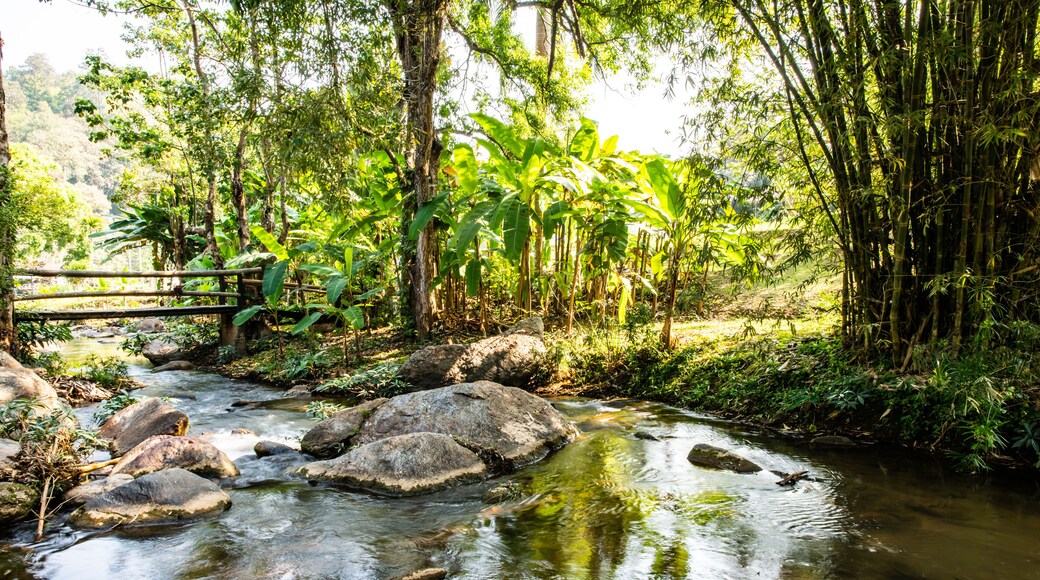 Mountain stream in Chiangmai province