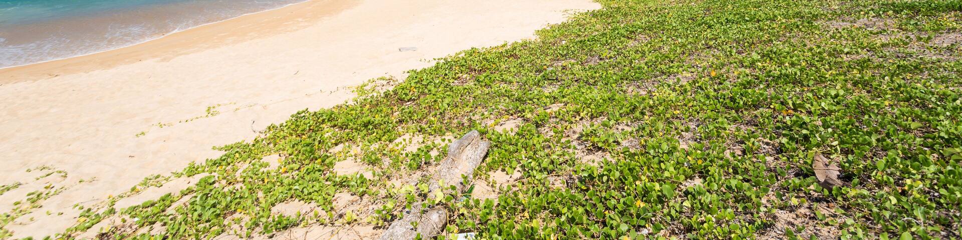 A beach with clear turquoise water, sandy shore, and green vegetation.