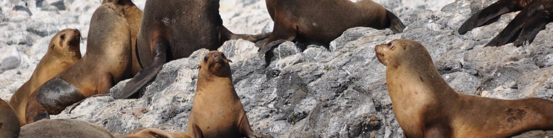 Port Sorell featuring dangerous animals