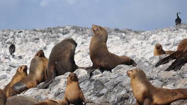 Port Sorell mettant en vedette animaux dangereux