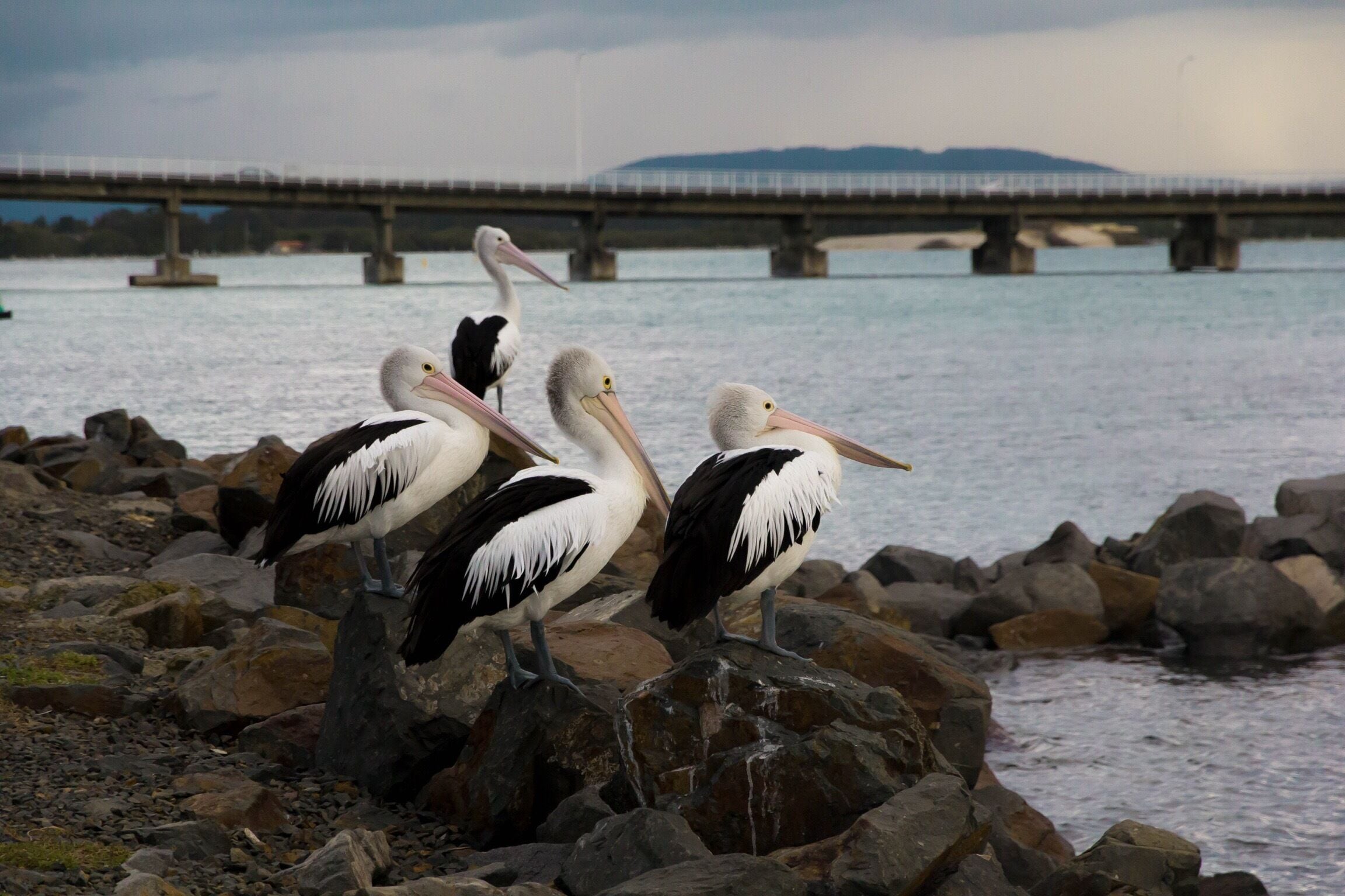Forster, beach holiday town located about a 4 hour drive north of Sydney. A popular getaway spot that has an abundance of wildlife including Dolphins #roadtrip #australia #wildlife