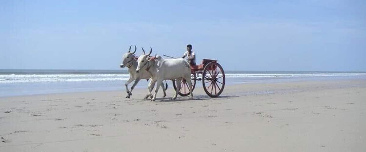 A beach with a horse-drawn carriage and two oxen.