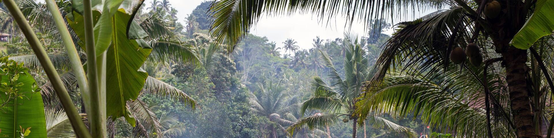 Beautiful landscape of a tropical Indonesian rainforest. Palm trees and a village near