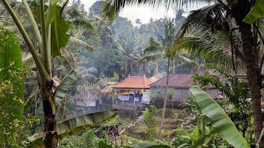 Beautiful landscape of a tropical Indonesian rainforest. Palm trees and a village near