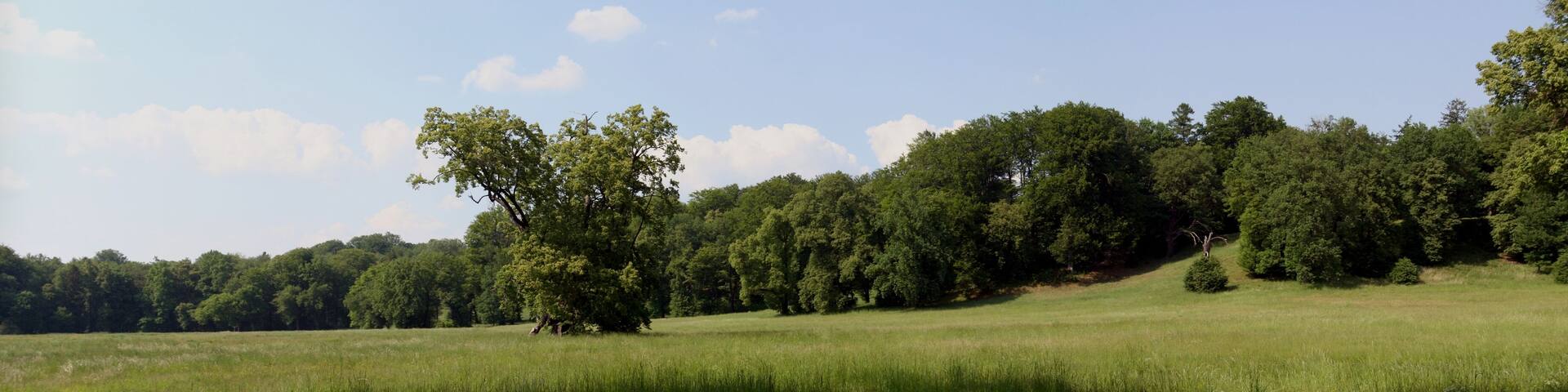 A grassy field with a dense forest in the background.