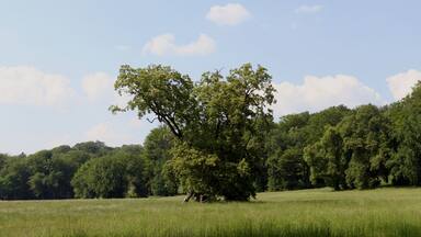 Park MuĆŒakowski, polana stanowiÄ
ca czÄĆÄ osi widokowej na Nowy Zamek