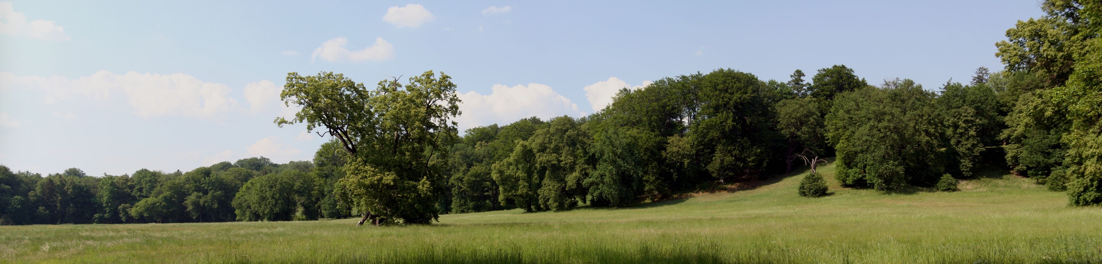 A grassy field with a dense forest in the background.