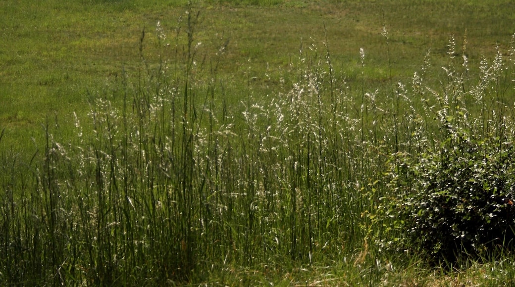 Park MuĆŒakowski, oĆ widokowa