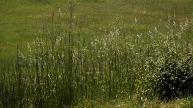 A grassy field with trees and a distant building.